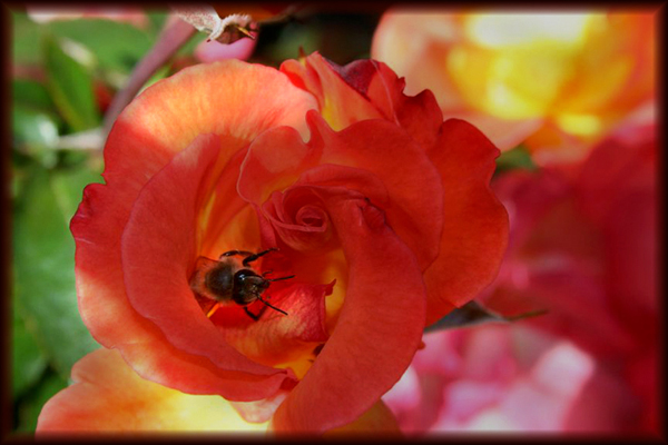 Visitor in the Rose Garden (small)